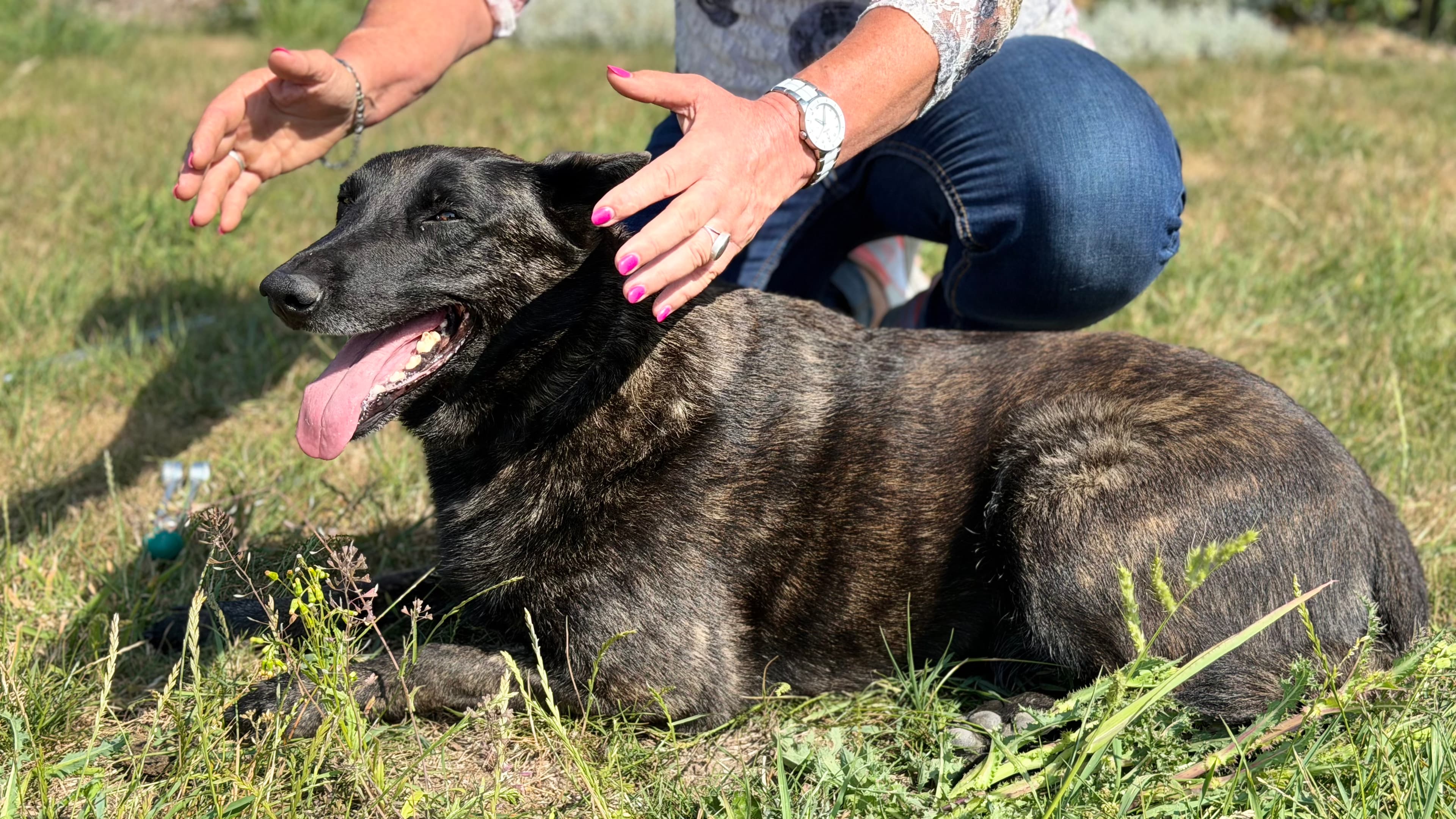 Soins énergétiques pour animaux